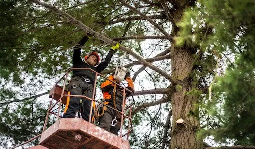 Hedge Trimming